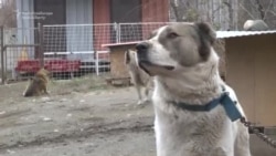 Bishkek Authorities Train Sights On Stray Dogs