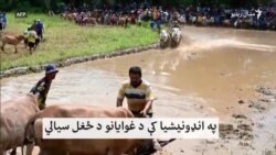 په انډونيشيا کې د غوايانو د ځغل سيالي