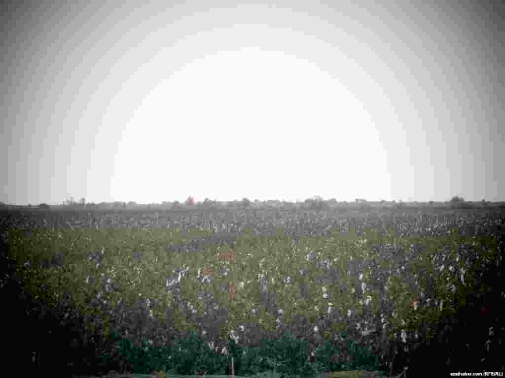 Şu günler ekin meýdanlarynda işläp ýören adamlar, tehnika göze ilmeýär 