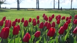 Лолаҳои Тоҷикистон ба Ҳолланд рафтаанд ё баръакс?