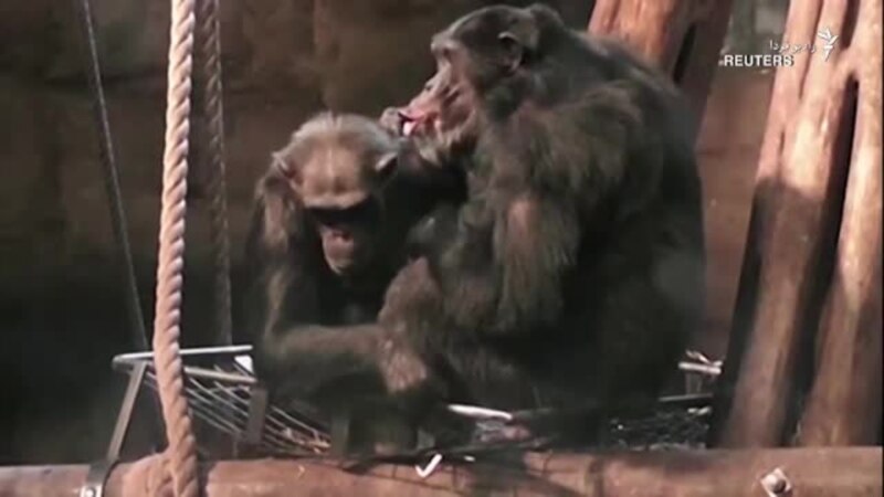 راز حرکت لب‌های شامپانزه‌
