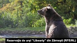 Cristina Lapiș, de la Rezervația „Libearty", spune că există și alte soluții decât vânătoarea fără criterii clare a urșilor.