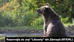 Urs relaxat la sanctuarul „Libearty” din Zărnești 