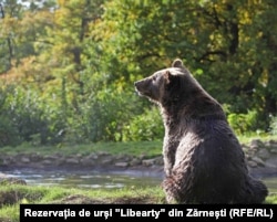 Urs din Rerzevația ”Libearty” din Zărnești