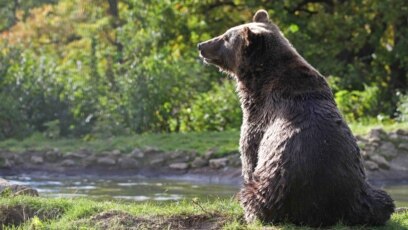 ima li polarnih medvjeda u labradoru