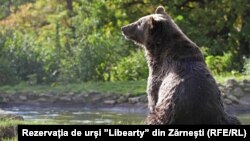 Urs din rezervația Liberty de la Zărnești