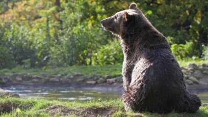 Man charged for illegal hunting after bear cubs killed in New