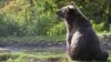 Romania has arguably the largest brown-bear population in the European Union, and bear hunting is banned unless the animals pose a direct threat to farmers and their livestock.