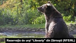 Romania has arguably the largest brown-bear population in the European Union, and bear hunting is banned unless the animals pose a direct threat to farmers and their livestock.