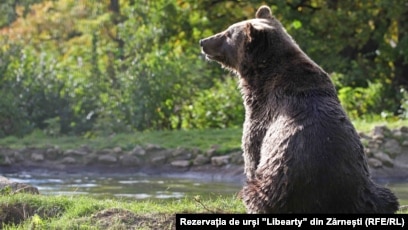 Liechtenstein Prince Accused Of Poaching Romania S Largest Bear