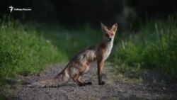 Фотограф из Красноярска снял крики лисы. Звучит непонятно!