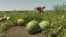 Ukraine - drones hit watermelon fields in Kherson region - screen grab
