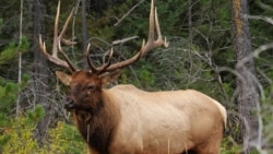 Wapiti