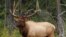Wapiti