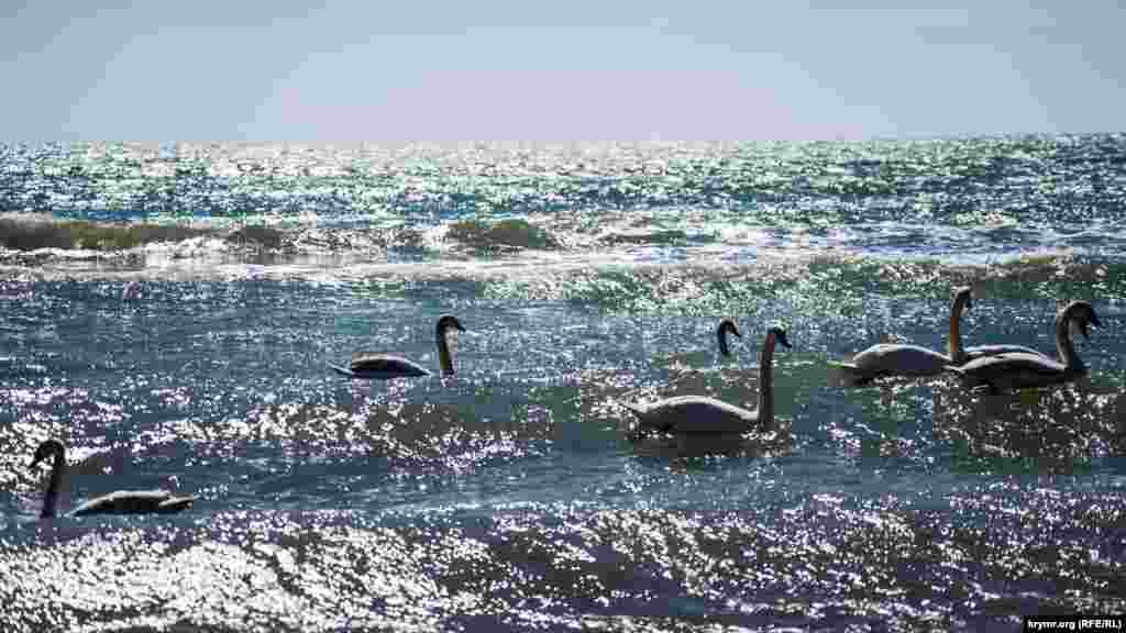 В последние годы лебеди с озер Сасык-Сиваш,&nbsp;где они выводят потомство, все чаще перелетают на более теплые и &laquo;хлебосольные&raquo; городские пляжи