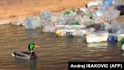 Polovina uzoraka u naučnom istraživanju je sadržala PET plastiku, koja se obično koristi u flašama za piće (ilustrativna fotografija)