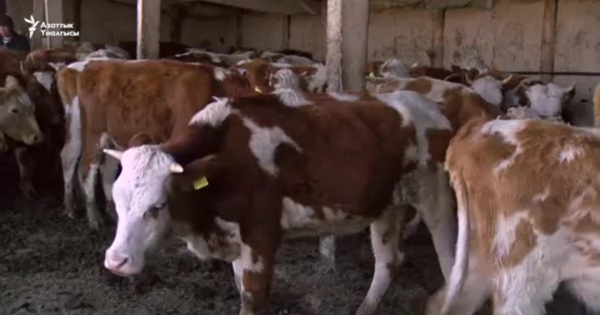 Үйсіз әйелмен жыныстық қатынастың фотосы