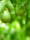 Albania/Exotic fruits