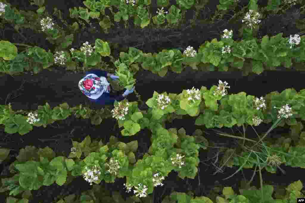An aerial view shows a woman harvesting tobacco leaves near the village of Baldevo, southwest of the Bulgarian capital, Sofia.