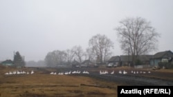 Криводаново авылында татарлар яшәгән урам. Аларның ата-бабалары бу якларга Столыпин реформасы вакытында күченгән булган