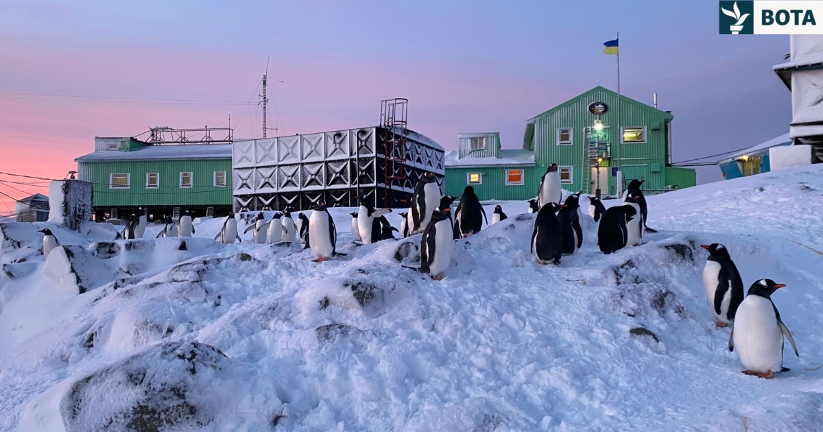 Nga Antarktida në vijën e frontit   Pinguinët ushtarakë  të Ukrainës