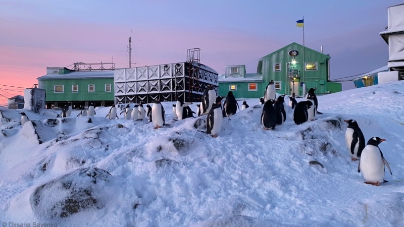From Antarctica To The Front Lines: Ukraine’s 'Military Penguins'