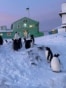 Penguins stand outside Ukraine's Vernadsky base on Antarctica. Known unofficially as "military penguins," a small but growing contingent of men have served on Ukraine's far-flung Antarctic research facility and returned home to fight against the Russian invasion. 