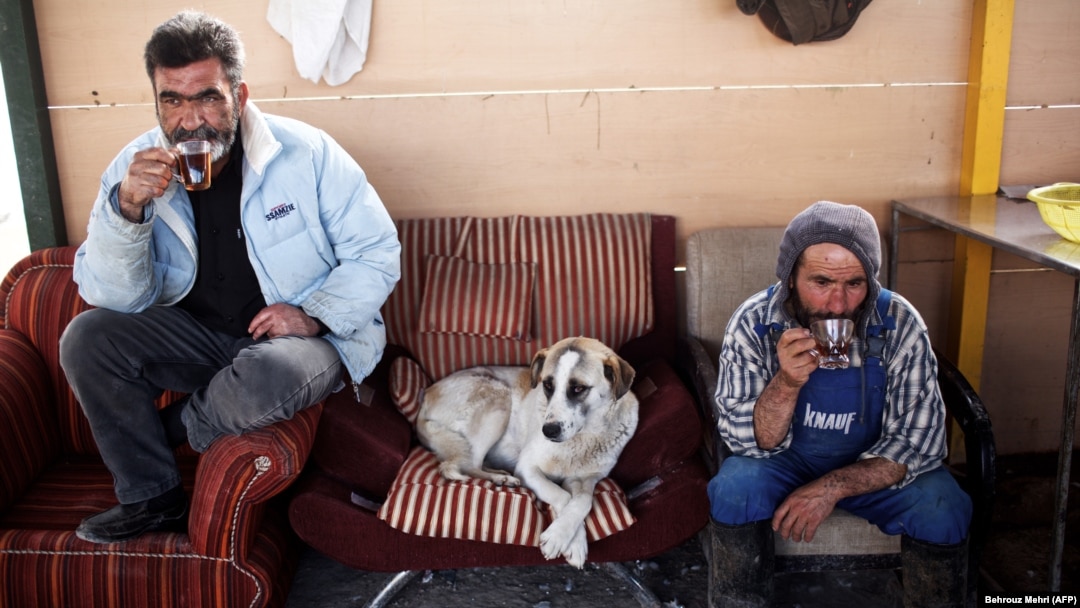 Workers at an animal shelter in the northern Iranian town of Hashtgerd take a break along with one of their charges last year.