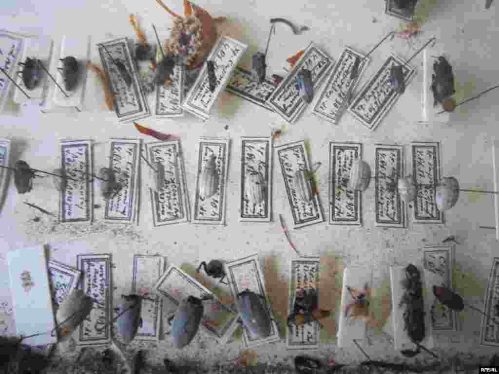 Осорхонаи Хатлон #95