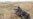 IS Militants In Kunduz