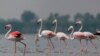 Flamingos in Isfahan, Iran, IRNA photo, May 11, 2019