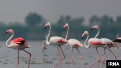 Flamingos in Isfahan, Iran, IRNA photo, May 11, 2019