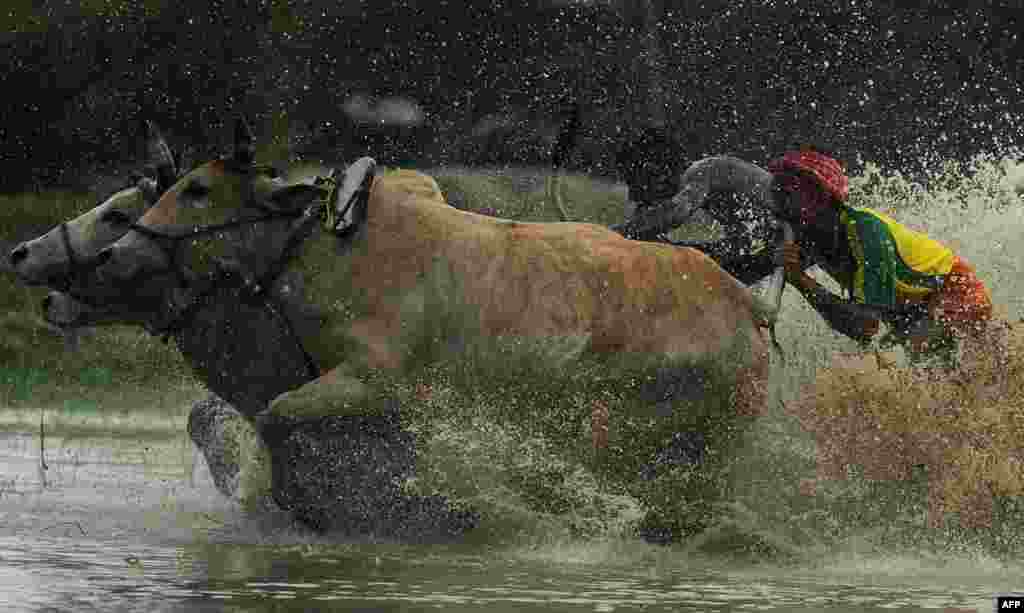 Indian farmers participate in a bull race in a paddy during a monsoon festival in Altekhali, some 110 kilometers south of Kolkata. (AFP/Dibyangshu Sarkar)