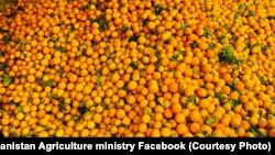 آرشیف، مالته ننگرهار، عکس جنبه تزئینی دارد