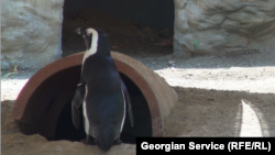 Tbilisi zooparkında pinqvin