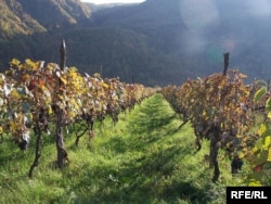 Из этого винограда делают настоящее вино "Хванчкара"