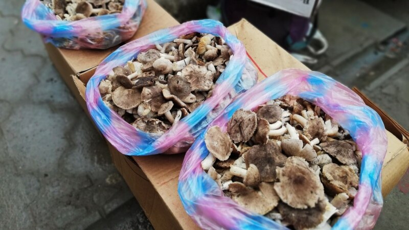 На стихийном рынке в Симферополе продают первые лесные грибы (+фото)