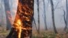صد هکتار دیگر از جنگل‌های ایران در آتش سوخت