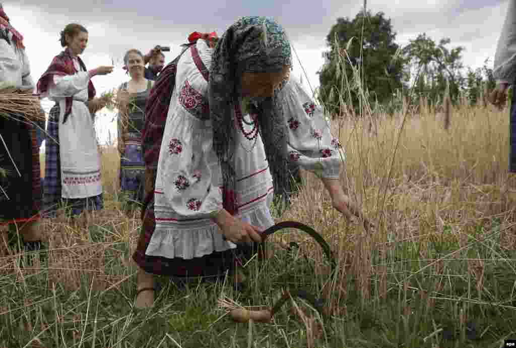 A Belarusian woman wearing a traditional costume cuts and binds first sheaves during a &quot;Zazhinki&quot; rite reconstruction in the village of Zhoravka, some 170 kilometers from Minsk. (epa/Tatyana Zenkovich)