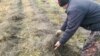 Belarus - flax harvesting