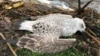 Біля Тернопільського озера смертельно отруїлися близько сотні птахів