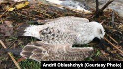 Мертві птахи біля Тернопільського озера, сріблястий мартин