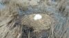 Гнездо лебедей в парке «Клебан-Бык»