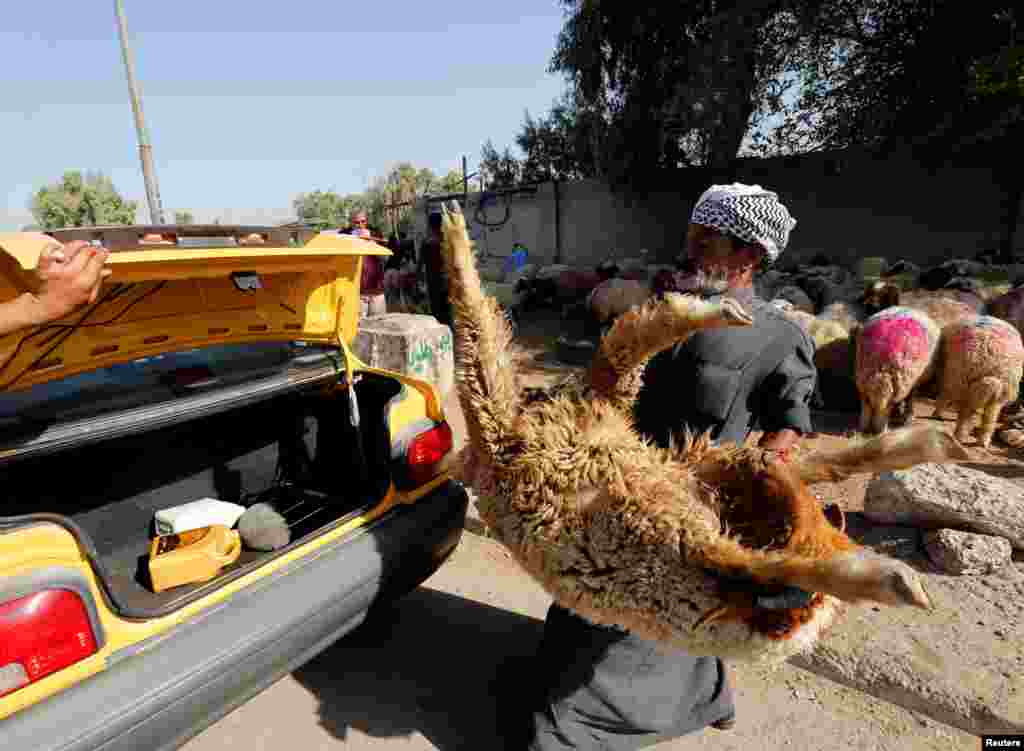 An Iraqi shepherd carries a sheep to a customer&#39;s car in Baghdad.