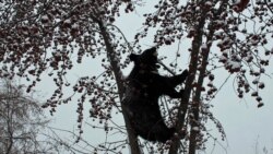 Zhora the bear, who awoke early at Barnaul zoo, is ready for spring.