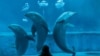 Радіо Свобода Daily: українські бойові дельфіни в Криму не скорилися Росії