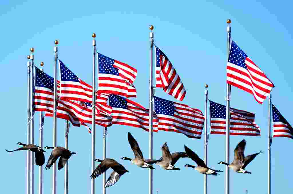 A flock of geese flies by flags near the Washington Monument in the U.S. capital. (AFP/Joe Klamar)