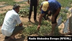 Архивска фотографија: Уништени земјоделски насади поради невреме.