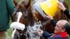 Native River is cooled off after winning the Cheltenham Gold Cup on March 16 in England. (Reuters/Darren Staples)