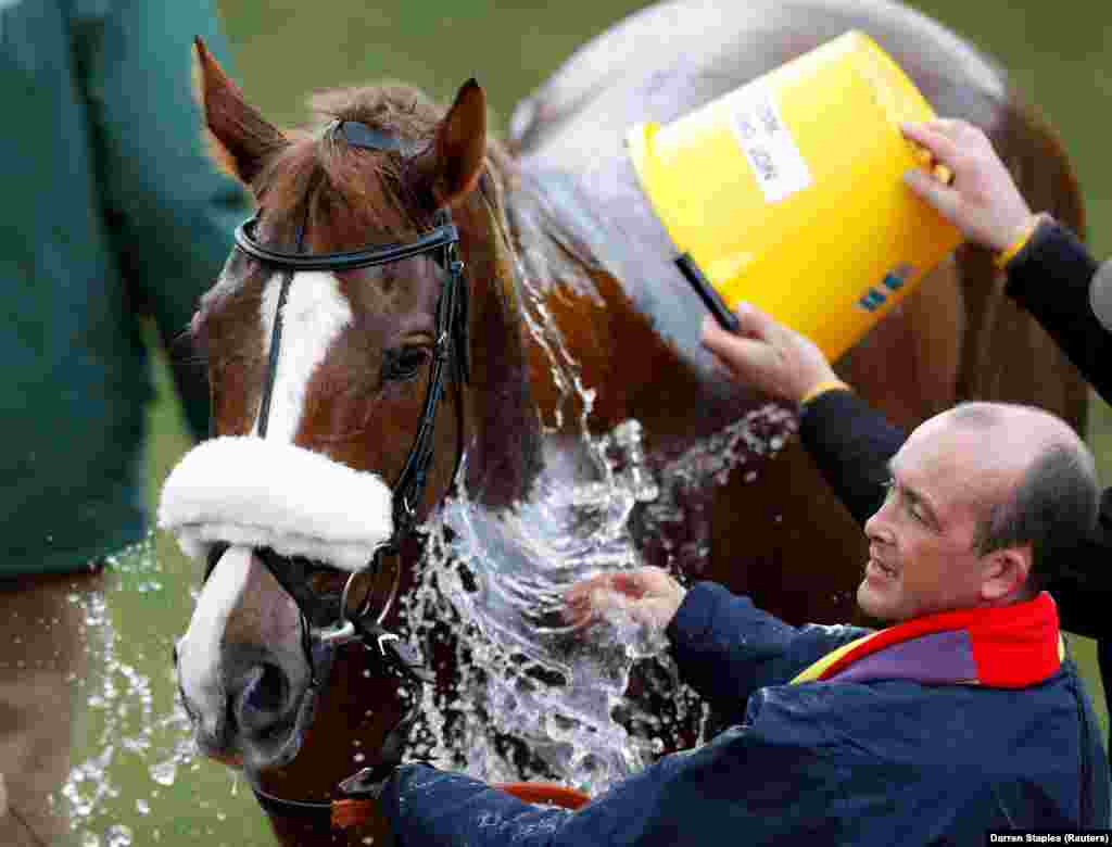 Native River is cooled off after winning the Cheltenham Gold Cup on March 16 in England. (Reuters/Darren Staples)